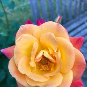 Meet your Posher, Sharon